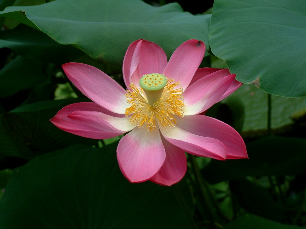 1 Nelumbo Nucifera Seed (Pink Lotus) Lily Pad - Click Image to Close